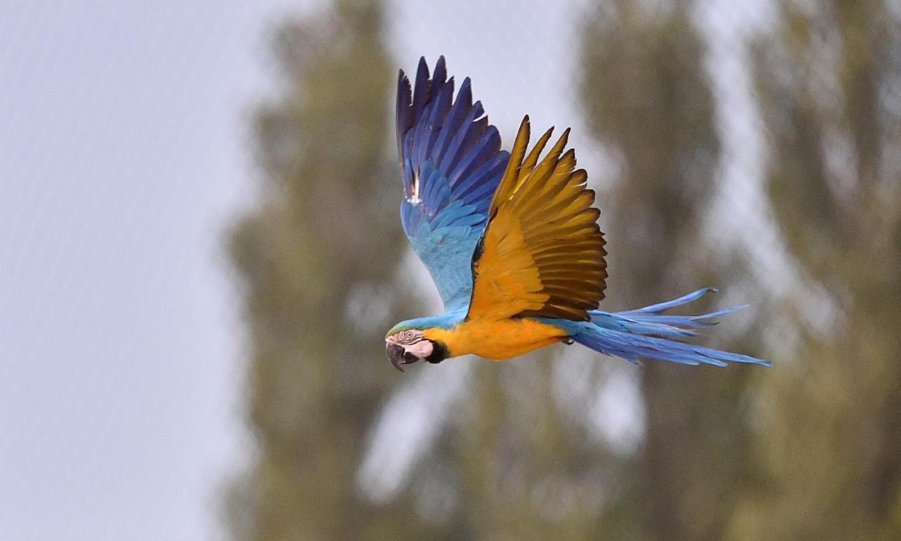 Parrot World - Les Lodges Crecy-la-Chapelle Exteriör bild