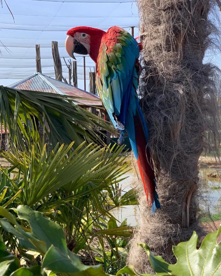 Parrot World - Les Lodges Crecy-la-Chapelle Exteriör bild