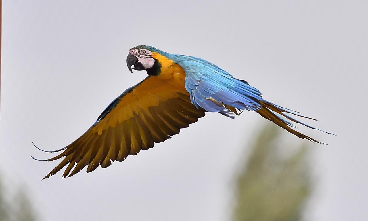 Parrot World - Les Lodges Crecy-la-Chapelle Exteriör bild